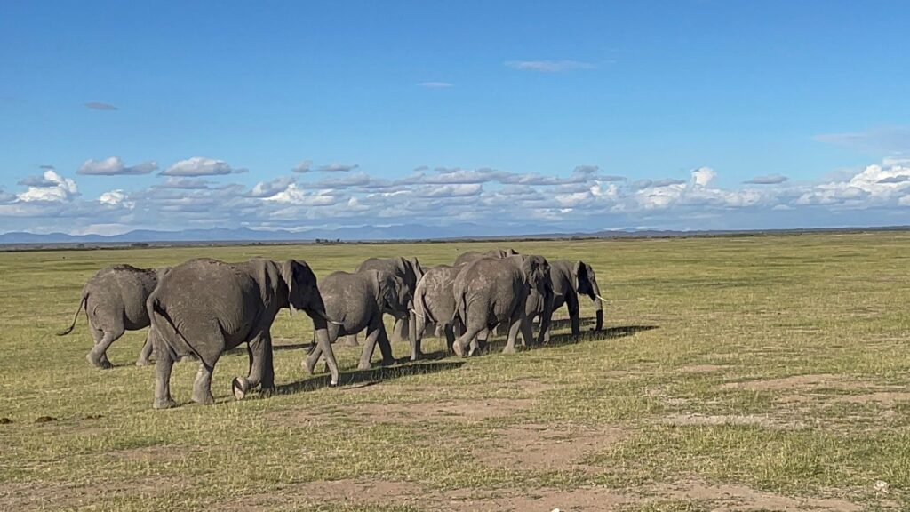 Elephants in Maasai mara