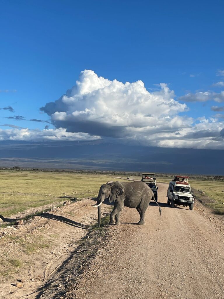 Elephants crossing the road in Tsavo
