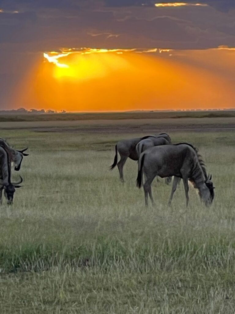 wildebeests In Maasai Mara