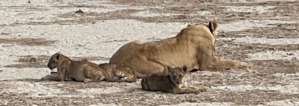 Lions in Tsavo