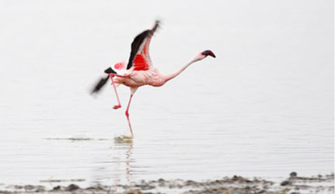 flamingos in lake nakuru