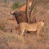 lions hunting a buffalo