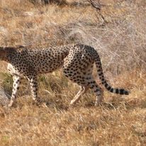 Cheetah hunting in Amboseli National Reserve