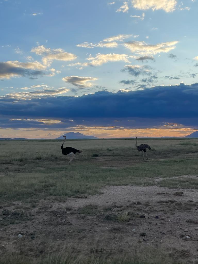Ostrich in Tsavo