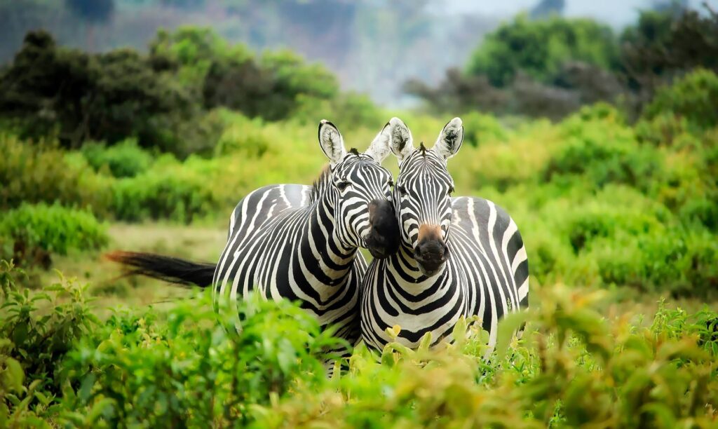 Zebras in Tsavo National Park