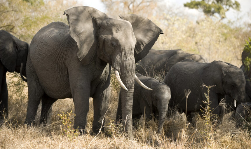 3 Days Masai Mara -Air Safari from Mombasa