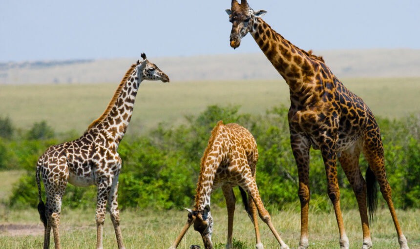 5 days Amboseli – Lake Nakuru – Maasai Mara