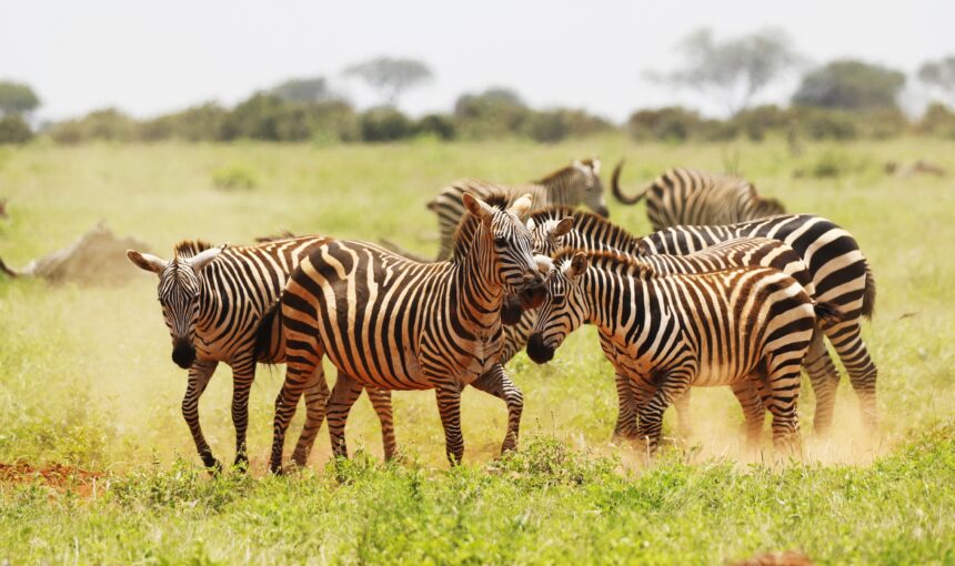 03 Days Maasai Mara Safari from Nairobi